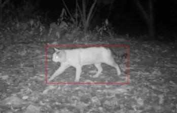 Gatos y perros atacan a fauna silvestre si no se quedan en casa. Foto: CVC.