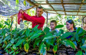 Luneida Giraldo Gallego junto a su esposo Edison Blandón Castaño y su hijo Ángel en el vivero donde buscan resembrar el arbol melcocho. FOTO: Julio César Herrera.
