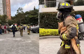 Bomberos rescataron a dos gatos y un perro de un incendio en un apartamento en Medellín. FOTO: CORTESÍA