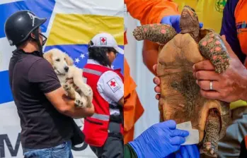 Más de 300 mascotas fueron rescatadas después de los dos terremotos de magnitud 7,2 y 7,5. Foto: redes sociales @SecPrensaSV