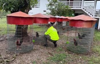 Según las autoridades, algunos de estos ejemplares tendrían un valor de hasta 8 millones de pesos en el mercado. FOTO: COLPRENSA