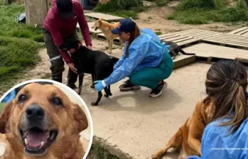 En una acción conjunta sin precedentes en el departamento, el grupo Gelma de la Fiscalía, la Policía Nacional y el Instituto de Protección y Bienestar Animal de Cundinamarca intervinieron una vivienda donde permanecían hacinados más de 300 perros. FOTO: Fiscalía General de la Nación