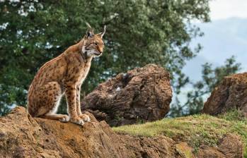 El lince ibérico (Lynx pardinus) es una especie catalogada en peligro de extinción y su altura es entre 60 a 70 centímetros. Foto: Agencia Sinc 