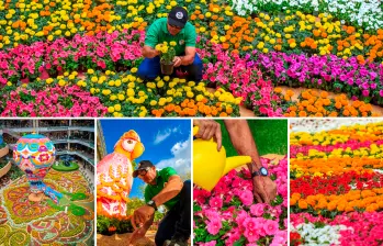 Este año el tapete de flores festeja 15 años con grandes piezas que en otro momento fueron el diseño principal de esta actividad. FOTOS Camilo Suárez.