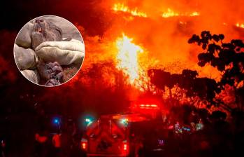 Varios animales silvestres murieron en el incendio que ya fue controlado. FOTOS: Getty y cortesía Dagma 