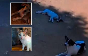 Isabel es una rescatista de animales que no ha querido abandonar el Catatumbo para no dejar desamparados a los perros y gatos que tiene a su cargo. Fotos: Captura de video