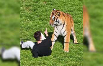 Ataque de tigre a hombre en Reino Unido. Foto: X Conde Pedro Ortega @PedroOrtega111