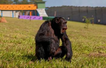 La historia de Yoko es un símbolo de la lucha contra el maltrato animal en Colombia. Durante muchos años, este chimpancé vivió en condiciones precarias, privado de su libertad y de la compañía de otros primates. Foto: AFP