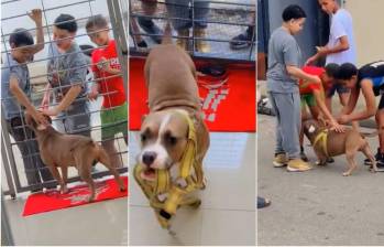 Popy y sus amigos vecinos cuando lo van a buscar para ir a jugar. FOTO: CAPTURA VIDEO DE REDES SOCIALES