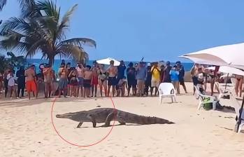 Caimán recorrió una playa del Tayrona ante la mirada de los turistas. Foto: caotura de video redes sociales @PlataformaALTO