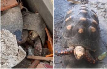 Una tortuga identificada como Pascualina sobrevivió más de un mes bajo los escombros de un edificio destruido por los recientes terremotos en Venezuela. FOTO: Tomada captura de video de redes sociales @alanrodriguez5333