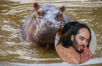 Un traslado de hipopótamos apenas significa para Anant Ambani menos del 1% de su fortuna, pero hay varios retos logísticos que hacen que la idea sea poco viable. Fotos: Esneyder Gutiérrez Cardona y AFP
