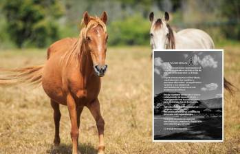 Una niña de 4 años murió en un establecimiento ubicado en Palmira, Valle, mientras daba un paseo en caballo guiado a través de un instructor. Fotos: Andrés Camilo Suárez Echeverry y @latinajacali