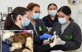 Adelante, uno de los titís cabeciblancos que que llegan a ser rehabilitados. Atrás, algunas de las expertas del centro evaluando otro de los primates afectados. FOTO: Cortesía