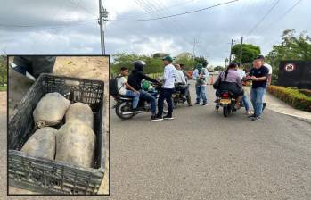 Adelante, un grupo de tortugas incautadas. Atrás, uno de los controles en vías del Urabá. FOTO: Cortesía