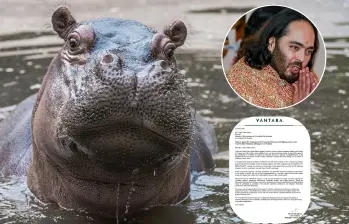 La carta con la que el multimillonario Anant Ambani propone a Colombia llevar 80 hipopótamos a India