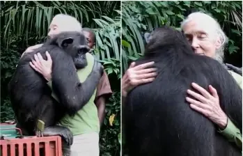 La etóloga y primatóloga inglesa falleció este miércoles a los 91 años de edad, siendo considerada una importante científica en el mundo de los animales. FOTO: Captura video Instituto Jane Goodall