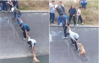 Varias personas se organizaron en forma de cadena humana para evitar que el animal fuera arrastrado por la corriente del caño. FOTO: Captura video de redes sociales @nicogallartdo