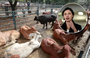 Según la ministra Martha Carvajalino, el problema radica en que se están exportando animales jóvenes, entre uno y dos años, en etapa reproductiva, así como vientres, lo que afecta la capacidad de reposición del hato ganadero. Foto: Manuel Saldarriaga y Cortesía