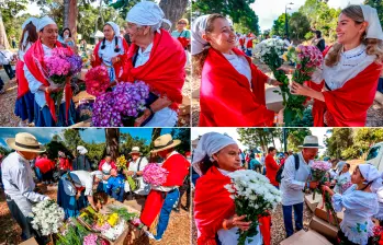 Los silleteros intercambiaron crisantemos, hortensias y hasta girasoles. FOTOS Manuel Saldarriaga