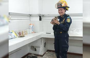 El gato bebé se encuentra en proceso de estabilización, pero está fuera de peligro. FOTO Bomberos La Estrella.