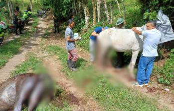 Las mulas fueron halladas en un potrero de la vereda Nudillales, Támesis por la denuncia de un ciudadano al encontrarlas agredidas. FOTO: Alcaldía de Támesis