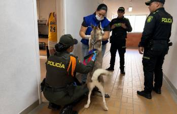 Tras la inspección a la vivienda del presunto agresor de perros, por parte de de la Inspección de Medio Ambiente, la Policía Ambiental y Alcaldía de Bello, determinaron iniciar un proceso judicial, en el marco de la Ley 2455 de 2025 (Ley Ángel). Foto: Cortesía