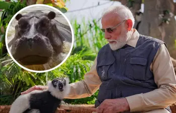 Anant Ambani, heredero de uno de los mayores imperios económicos de la India, ha puesto sobre la mesa una propuesta formal para trasladar a estos animales a Vantara. FOTO: Vantara y Juan Antonio Sánchez