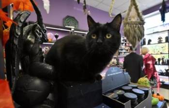 Todas las solicitudes de acogida o adopción de felinos en esta ciudad catalana están siendo denegadas desde el 6 de octubre al 10 de noviembre. FOTO: AFP