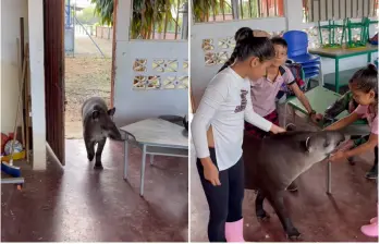 La clase transcurría con normalidad en una escuela del corregimiento de Cachicamo, en San José del Guaviare, hasta que un visitante inesperado irrumpió en el aula: una danta. FOTO: Tomada de captura de video de @CristhianCamilo