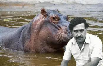 En la década de los 80, Pablo Escobar trajo 3 hipopótamos machos y una hembra. Fotos: Esneyder Gutiérrez Cardona y archivo EL COLOMBIANO