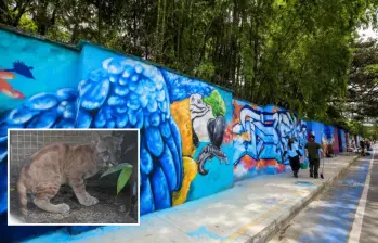 Adelante, uno de los pumas que ahora pasará al Parque de la Conservación. Atrás, fachada del espacio. Foto: Andrés Camilo Suárez Echeverry