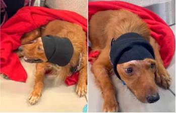 Él es Alvin, el perrito que tiene fractura de cadera y otras lesiones producto de un atropellamiento. FOTO: Captura de video