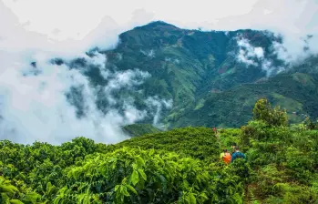 Entre cafetales (vereda La Morelia de Betulia) FOTO: CRISTINA RODRÍGUEZ