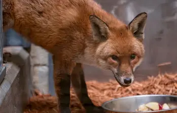 Así luce este zorro rojo que se coló en el barco y viajó miles de kilómetros de Inglaterra a Estados Unidos. FOTO Cortesía @Bronxzoo