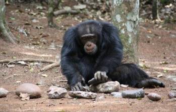 La investigación fue dirigida por la Universidad de Oxford con una colaboración internacional en el Reino Unido, Estados Unidos, Alemania, Suiza y Japón. FOTO Colprensa