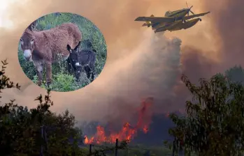 La organización Tivissa Donkeys Firefighters rescata burros abandonados y los utiliza para eliminar vegetación seca en las montañas de Cataluña, una estrategia natural que ayuda a reducir el riesgo de incendios forestales. FOTO: AFP, Instagram @Tivissa Donkeys Firefighters.