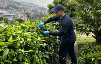 Tomaron muestras de las bacterias en hojas de tres árboles de Medellín y hallaron bacterias que podrían ayudar limpiar el aire. Foto: cortesía.