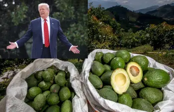 Productos como el café, el aguacate y otras frutas quedaron exentos de aranceles, sin embargo, podrían ser más. Foto: Camilo Suárez y Getty Images