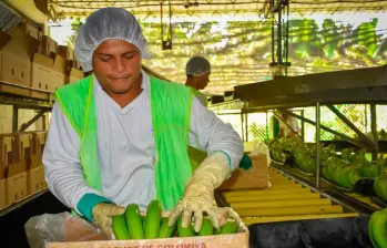 Asbama aseguró que reducir la producción bananera en Magdalena afectaría el empleo formal y el sustento de más de 18.000 familias de la región Caribe. FOTO suministrada por Asbama