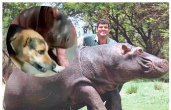 Marius Els con su hipopótamos unos meses antes del fatal accidente. Foto: Cortesía. 
