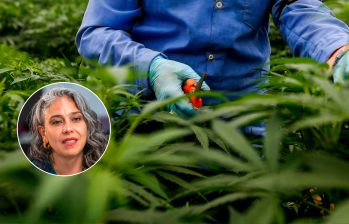La senadora María José Pizarro, ponente de la reforma para regularizar el cannabis aseguró que el proyecto debe discutirse esta semana o, de lo contrario, se hundirá. FOTO EL COLOMBIANO