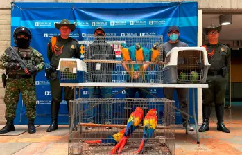 Estas fueron las especies encontradas dentro de la finca, las cuales estaban enjauladas con el fin de conformar un zoológico silvestre dentro de la propiedad. FOTO: Cortesía