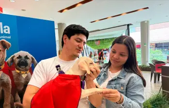 Superman ayuda a los superhéroes de cuatro patas que buscan un hogar definitivo en Medellín 