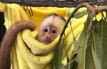Uno de los animales rescatados tras el inicio de su proceso de recuperación. FOTO: Cortesía