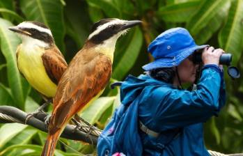 Esta es Bibiana Marín documentando algunas aves del municipio de Bello. Las aves del fondo son unas Pitangus sulphuratus, también conocidas como Bichofué. FOTOS: Cortesía Alcaldía de Bello