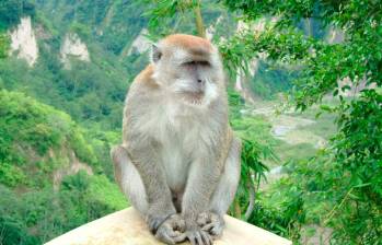 El macaco de cola larga (Macaca fascicularis) habita en gran parte del Sudeste Asiático —desde Camboya, Indonesia, Laos, Malasia, Filipinas, Tailandia y Vietnam hasta algunas islas del Pacífico occidental. FOTO Wikipedia