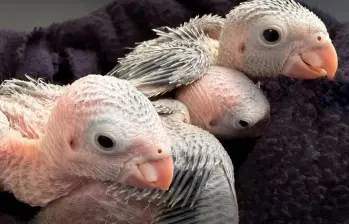Así se ven los polluelos de aves silvestres durante esta temporada reproductiva. FOTO cortesía Área Metropolitana