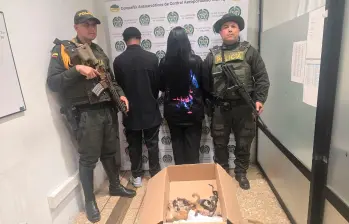 La pareja que intentaba sacar a los primates quedó bajo custodia de las autoridades para llevarlos ante la justicia. FOTO 
