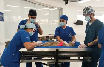 El animal fue sometido a una cirugía ortopédica y a sesiones de fisioterapia. FOTO: ÁREA METROPOLITANA DEL VALLE DE ABURRÁ